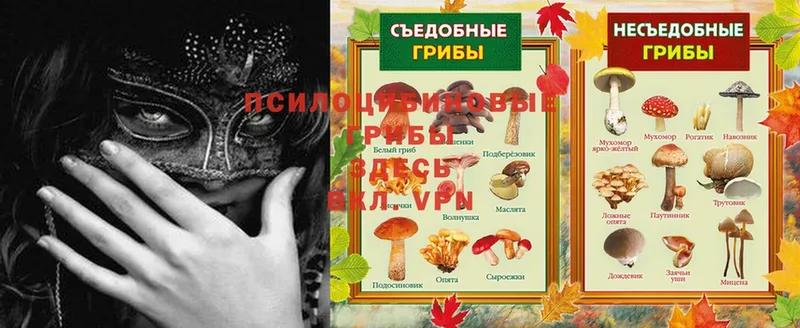 Галлюциногенные грибы Psilocybine cubensis  Кирово-Чепецк 